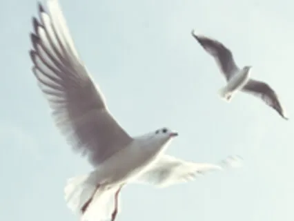 Self Forgiveness Meditation