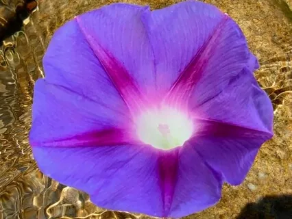 Self-Healing Meditation