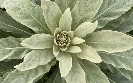 Self-Healing Meditation