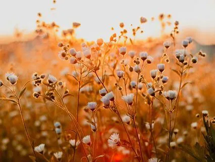 Self-Honoring Activation