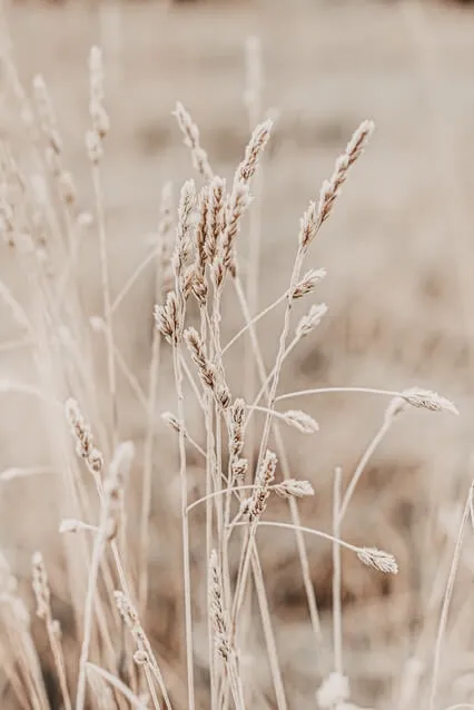 Self-Inquiry Into Awareness