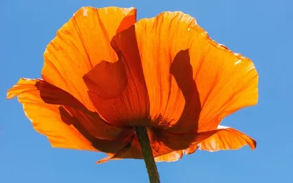 Self Kindness For Intense Times