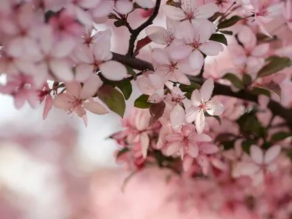 Self-Kindness Meditation (May I Never Pretend)