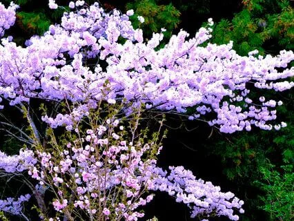 Self-Kindness Meditation