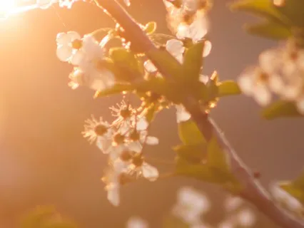 Self Love Affirmations Meditation