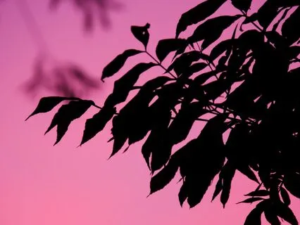 Self Love Affirmations Meditation