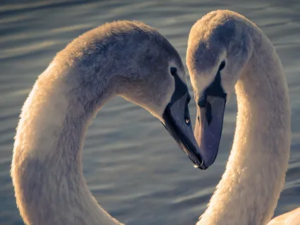 Self Love & Forgiveness With Ho’oponopono