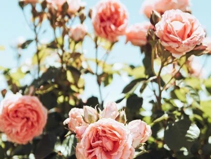 Self-Love & Higher Alignment