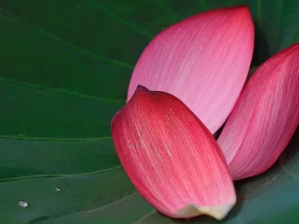 Self-Love Is The Path