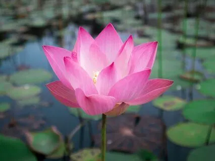 Self-Love & Kindness For Sleep