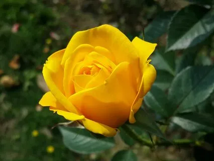 Self-Love Layered Affirmations With 10 Hz Isochronic Tones