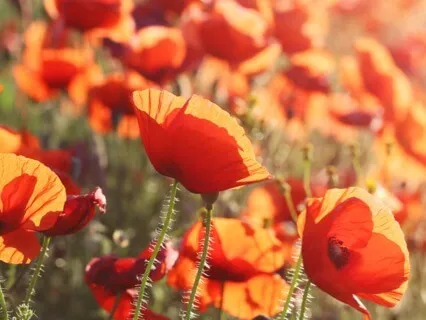 Self-Love Meditation