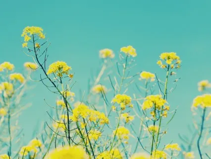 Self-Love (Meditation)