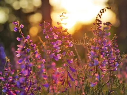 Self Love Meditation