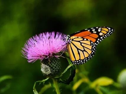 Self-Love Meditation