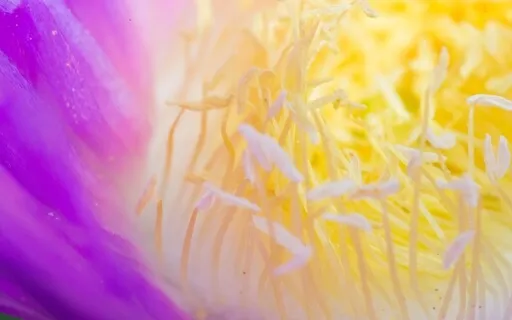 Self Love Meditation