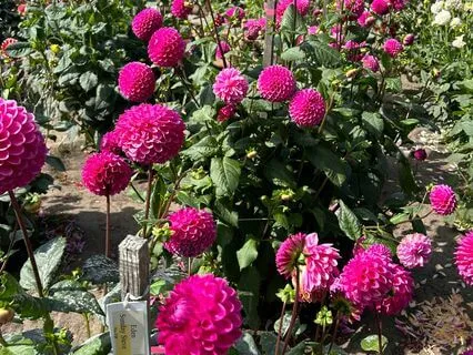 Self-Love Meditation 9 Minutes Reiki Infused