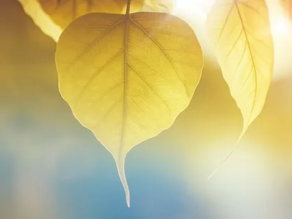 Self Love Meditation [General]