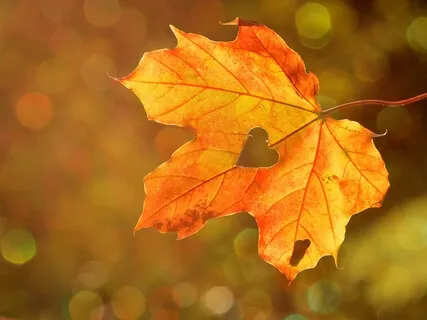 Self Love Practice - A Heart Meditation