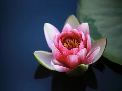 Self Love Practice - Gratitude