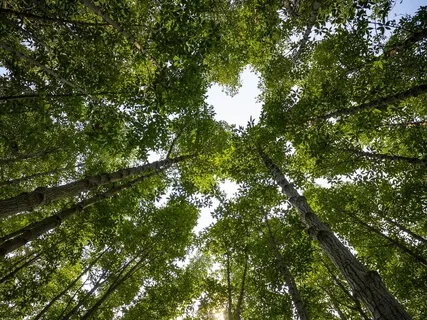 Self-Loving Energy Healing Meditation 