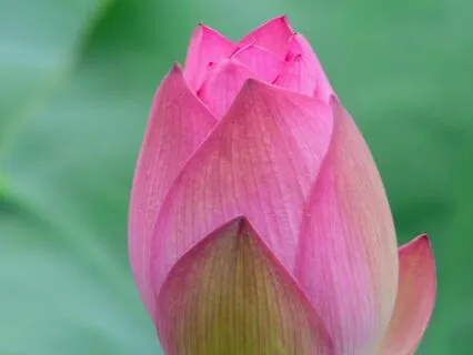 Self Mastery - Ultimate Spa, Reiki & Massage & Calm - 528Hz