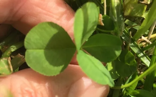 Self Realisation Meditation: Infinite Silence, 4 Of 7