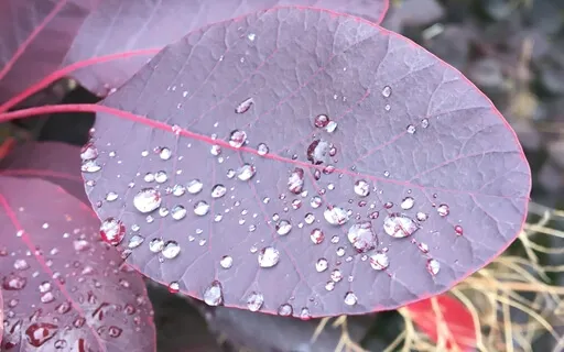 Self Realisation Meditation: Infinite Silence, 7 Of 7