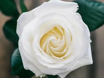 Self Reflection Rose Visualisation | 20-Mins