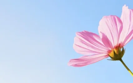 Self-Regulation Affirmations