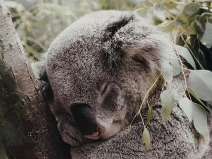 Self-Regulation Affirmations