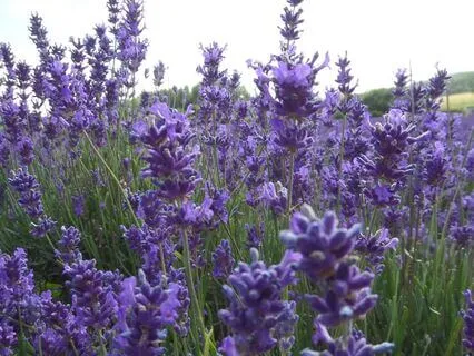 Self-Reiki Practice (No Music)