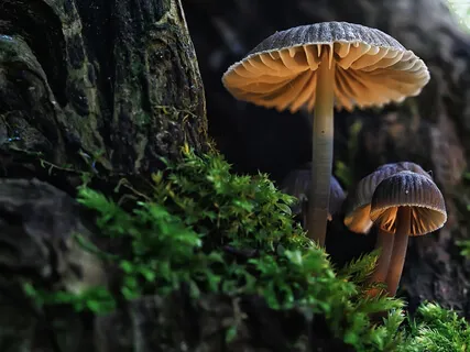 Self-Soothing: Forest Visualisation