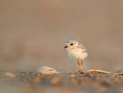 Self-Soothing Touch For Anxious Attachment