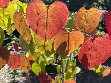 Self-Validation Practice 