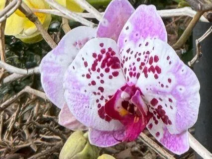 Self-Will Vs Destiny