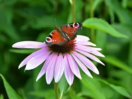 Guided Meditation For Self-love: Embrace Yourself