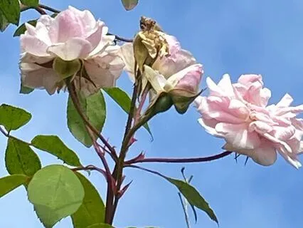 Self-Value Realizations, Affirmations