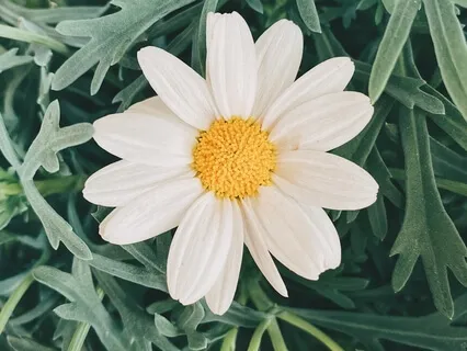 Selves Inside Series - The Inner Child - A Fresh Look