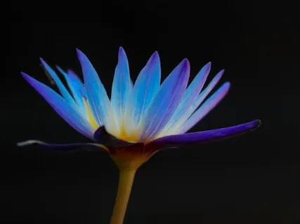 Selves Inside Series - The Inner Critic