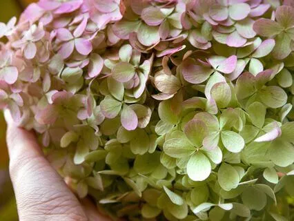 Selvomsorgs-praksis i tre trin