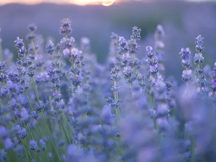 Send & Embody Forgiveness with Light Language 