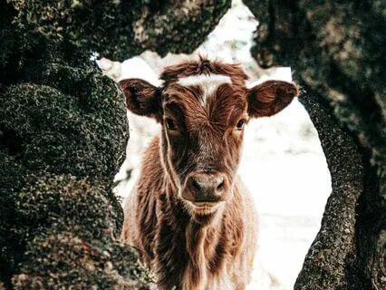 Send Energy Healing To The Animals Of Earth