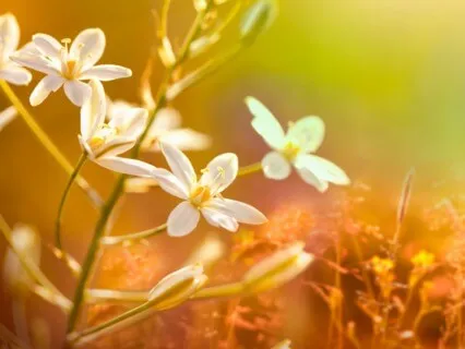 Send Love to Yourself And Others Meditation