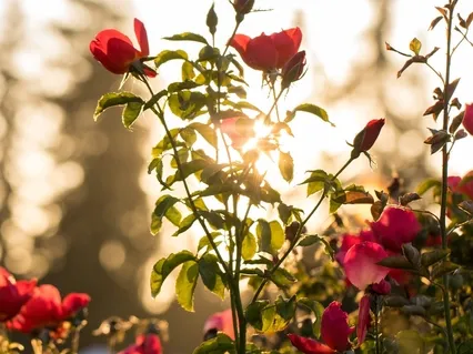 Sending & Receiving Healing Energy With A Partner