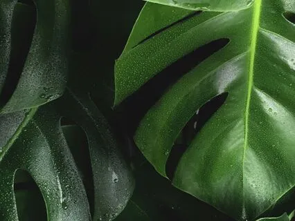 Sending Distance Reiki To A Plant