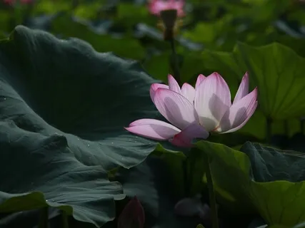 Yoga Nidra Til Din Sengetid