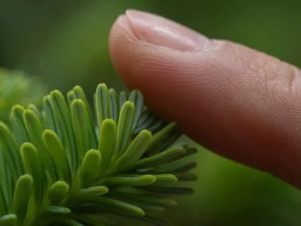 Sensation As The Object