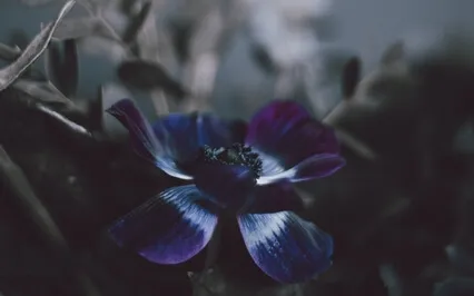 Sensational | Yoga Nidra | 25 Minutes