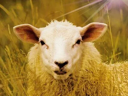 Sensational You - A Bouncy Groove